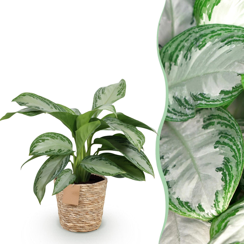 Aglaonema Silver Bay met mand, plant in pot