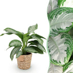 Aglaonema Silver Bay met mand, plant in pot