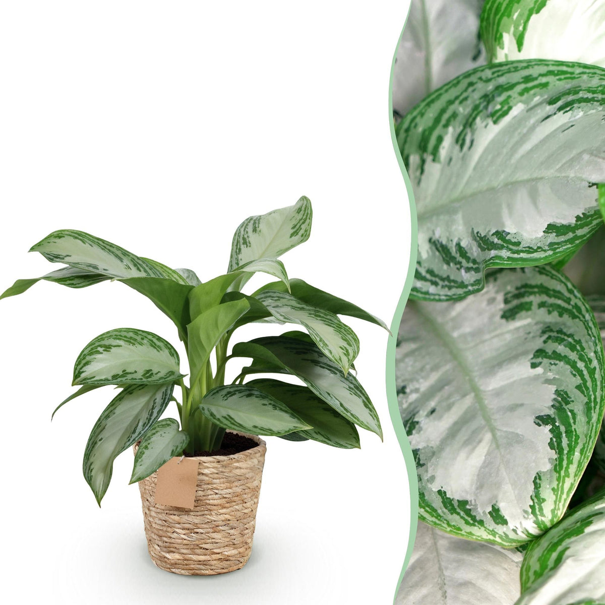 Aglaonema Silver Bay met mand, plant in pot