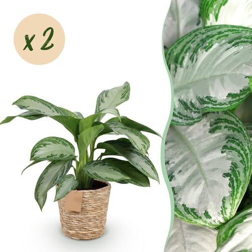 Aglaonema Silver Bay met mand, plant in pot