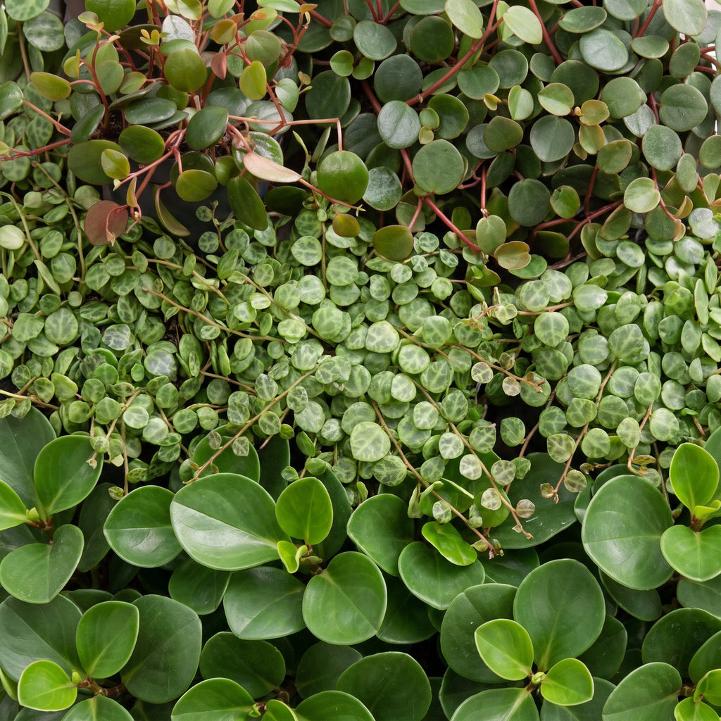 3x Baby Peperomia Mix - Groen - Rood - Tropisch - Ø6cm - ↕5-15cm, groene bladeren