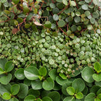 3x Baby Peperomia Mix - Groen - Rood - Tropisch - Ø6cm - ↕5-15cm, groene bladeren