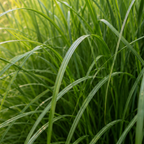 Prachtriet Gracillimus, sierlijk siergras, detail van het blad