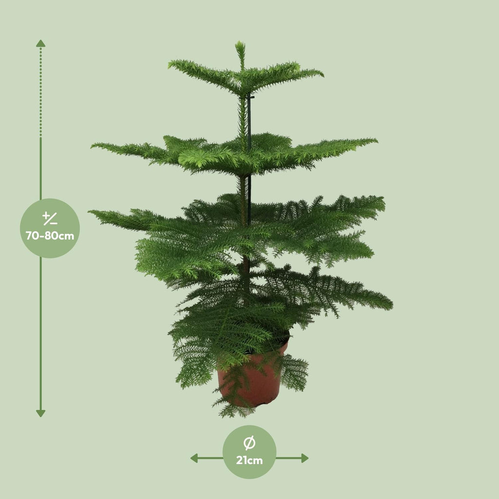 Detailfoto van Kamerden Araucaria heterophylla, stekelige takken, 70 cm
