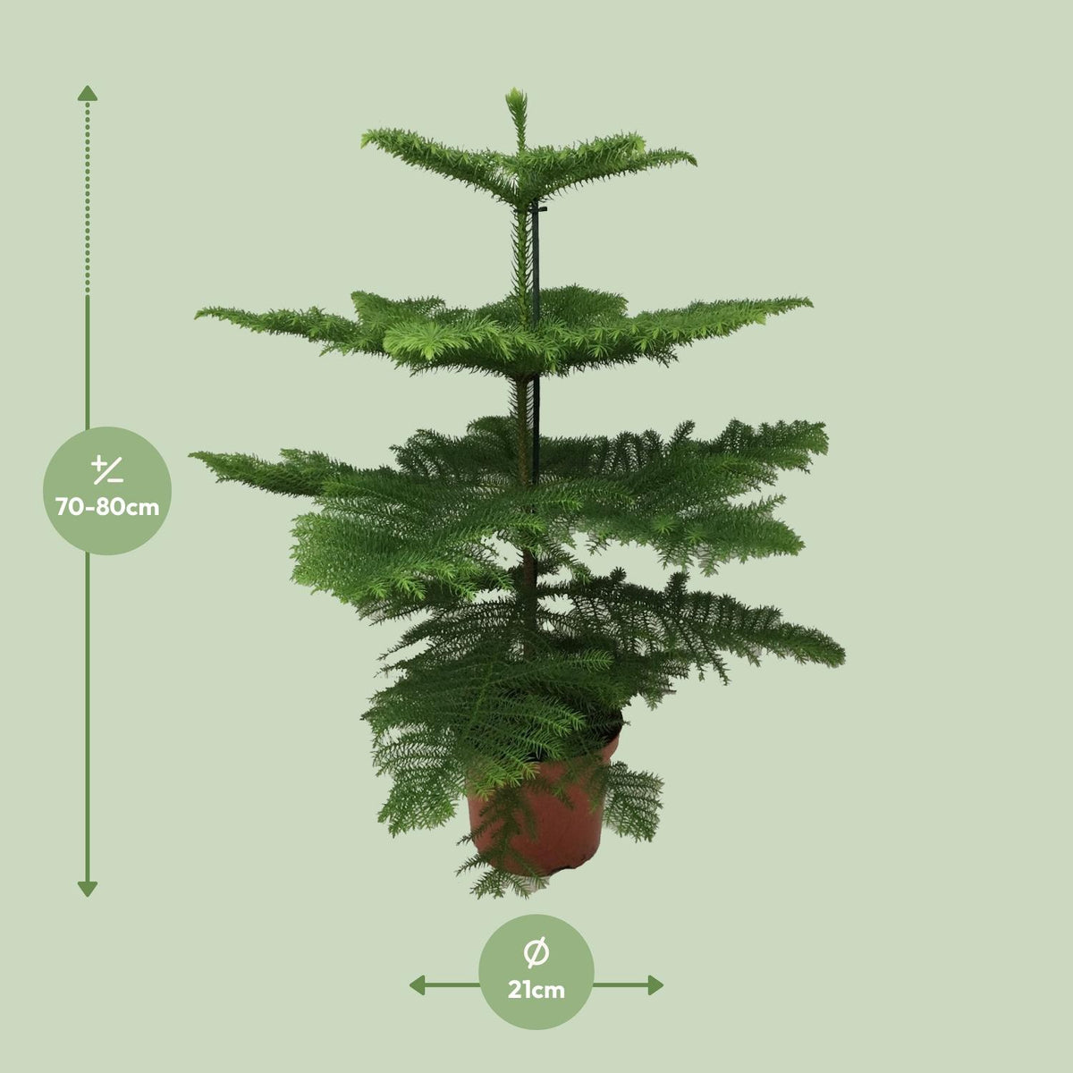Detailfoto van Kamerden Araucaria heterophylla, stekelige takken, 70 cm