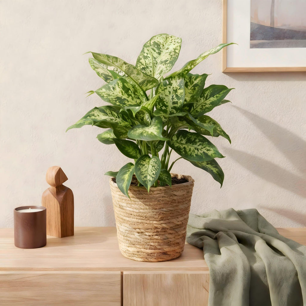 Diefenbachia Compacta met mand, compacte plant