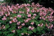 Geranium macr. &