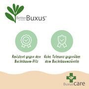Buxus Pyramide - BetterBuxus Skylight - Resistant tegen de Buxus Schimmel - 2 Planten - Pot 23cm Hoogte 60-70cm