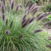 Pennisetum alop. Black Beauty - Lampenpoetsergras - Met Pluim - 12 Planten