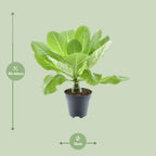 Detailfoto van Brighamia Insignis 'Hawaii Palm'