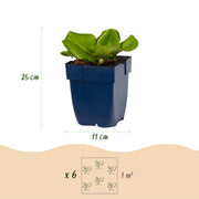 Bergenia cordifolia - Schoenlappersplant - Schaduw - Roze - 6 Planten