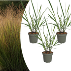 Vingergras Panicum 'Rotstrahlbusch', herfstkleur, gezonde plant