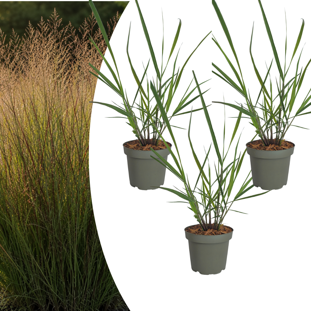 Vingergras Panicum 'Rotstrahlbusch', herfstkleur, gezonde plant