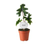 Alocasia Jacklyn