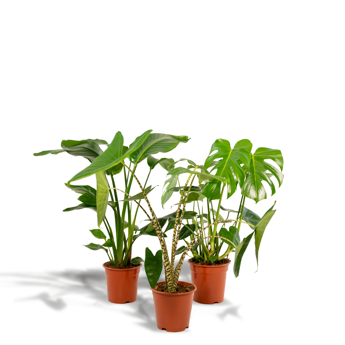 Detailfoto van Monstera Deliciosa
