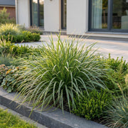 Carex morrowii Ice Dance - Japanse Zegge - Groenblijvend - Creme-Groen - 6 Planten