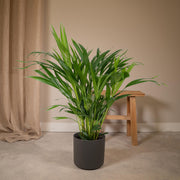 Dypsis lutescens, areca goudpalm, 60 cm hoog