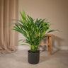 Dypsis lutescens, areca goudpalm, 60 cm hoog