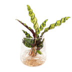 Detailfoto van Calathea Insignis in Kingston glas