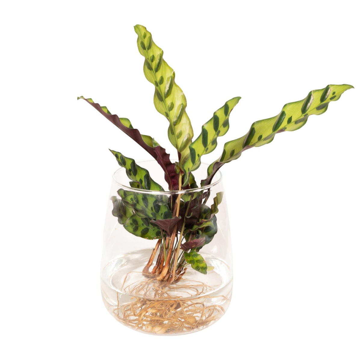 Detailfoto van Calathea Insignis in Kingston glas