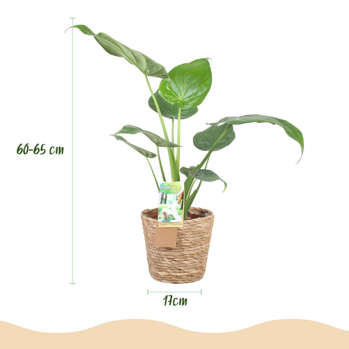 Alocasia Cucullata met mand, sterke plant