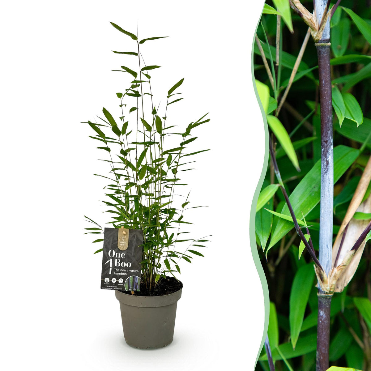 Tuinbamboe Fargesia nitida 'Black Dragon', niet-woekerend, plant in pot
