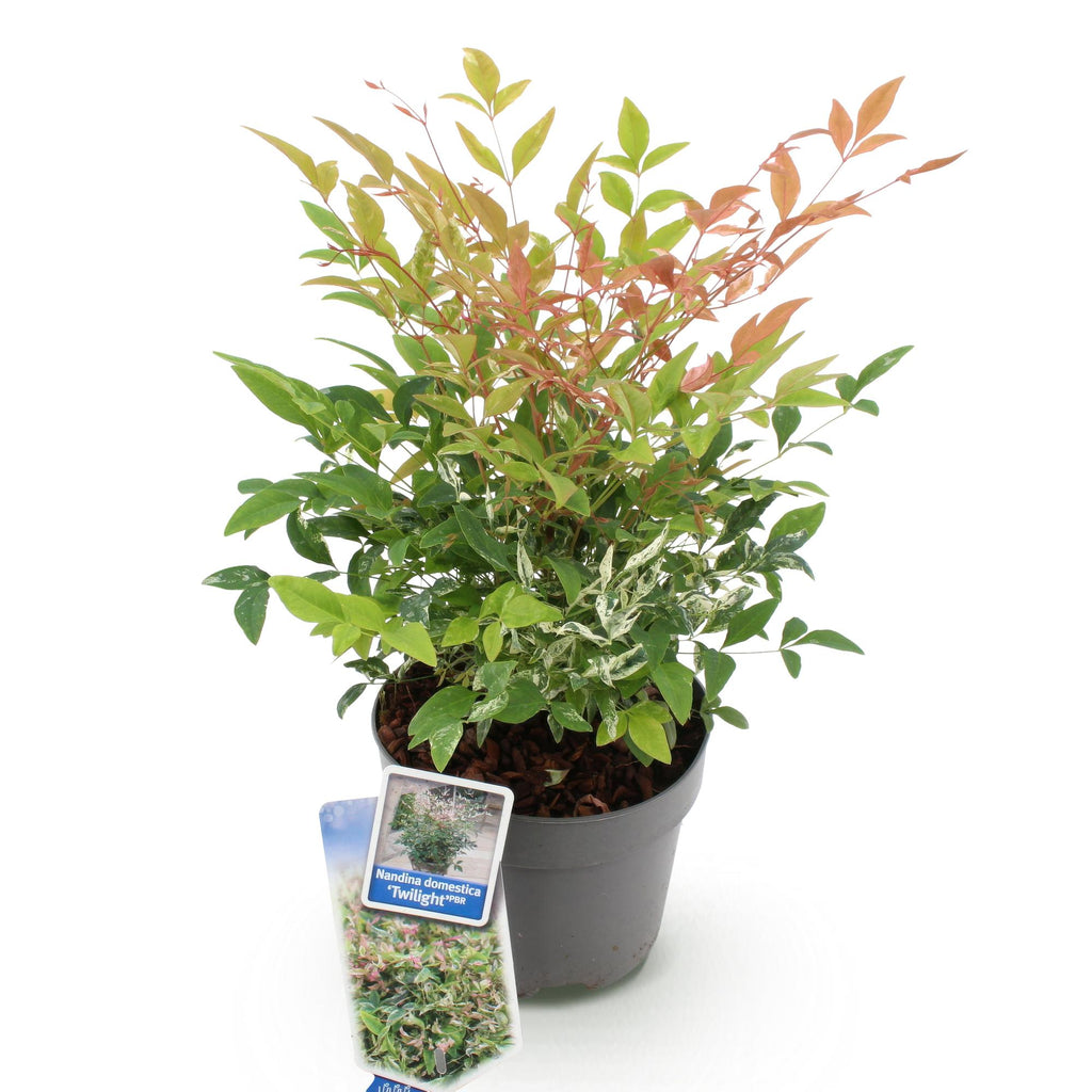 Nandina Twilight, detail van het blad