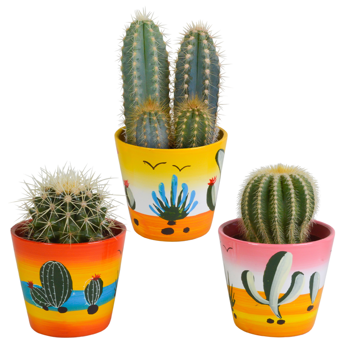 Cactus mix