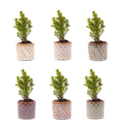 Mini-kerstbomen, pot Madrid, lichtsnoer 20 led, set van 6