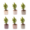 Mini-kerstbomen, pot Madrid, lichtsnoer 20 led, set van 6