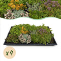 Sedum mat, detail van het blad