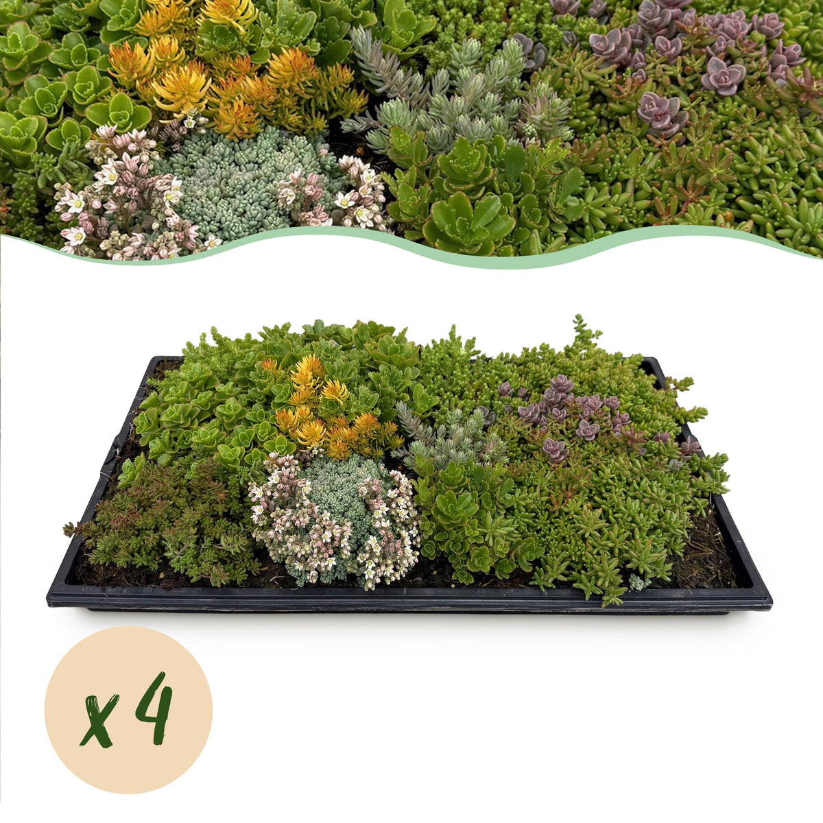 Sedum mat, detail van het blad
