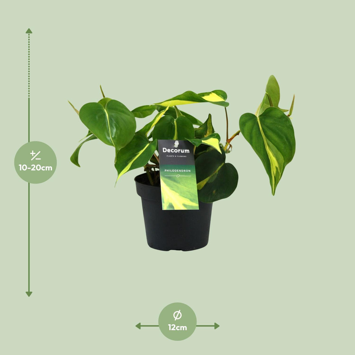 Detailfoto van Philondendron Brasil Scandens