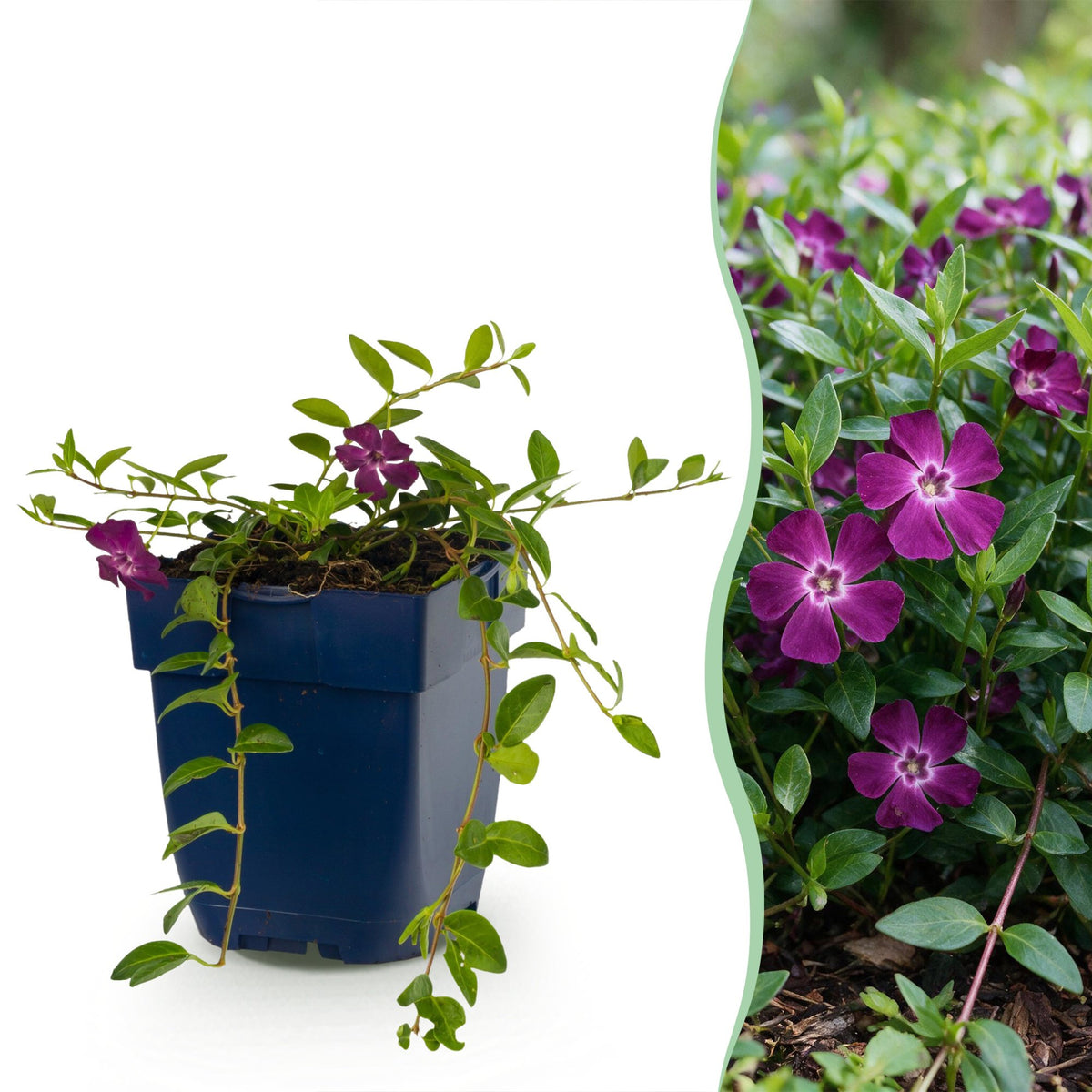 Vinca minor 'Atropurpurea' - paarse maagdenpalm, plant in pot