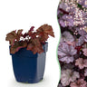 Heuchera micr. Palace Purple - Purperklokje - Schaduw - Paars - 6 Planten
