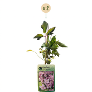 Clematis montana &