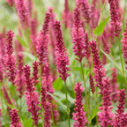 Duizendknoop amplexicaulis, kenmerkend blad