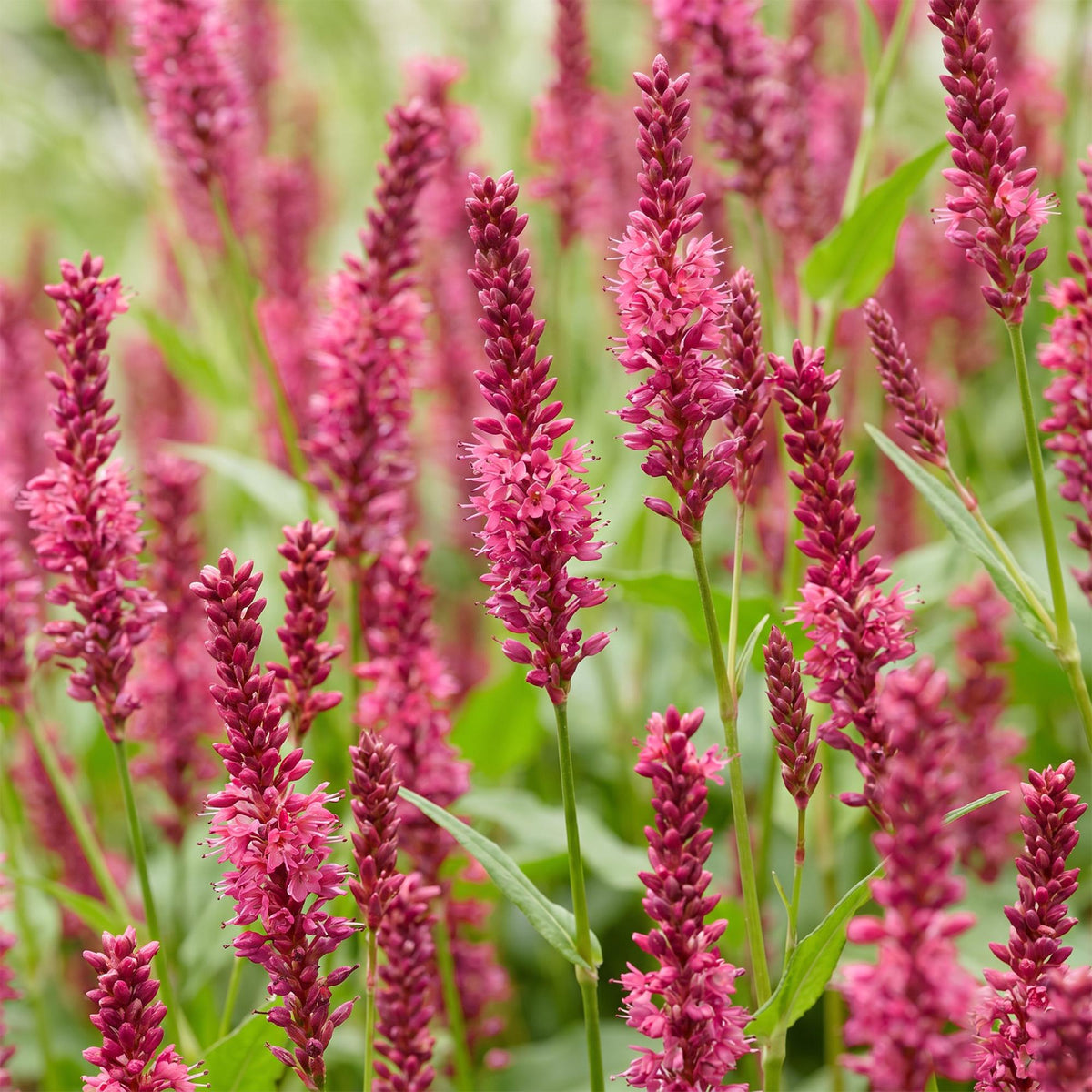 Duizendknoop amplexicaulis, kenmerkend blad