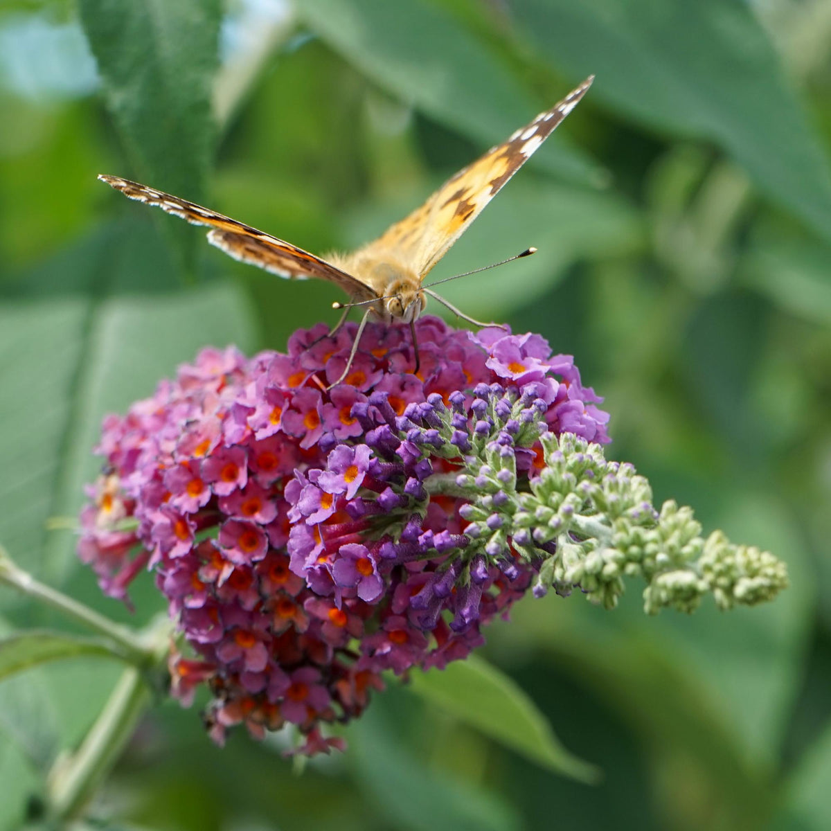 Buddleja davidii Flower Power, groene bladeren