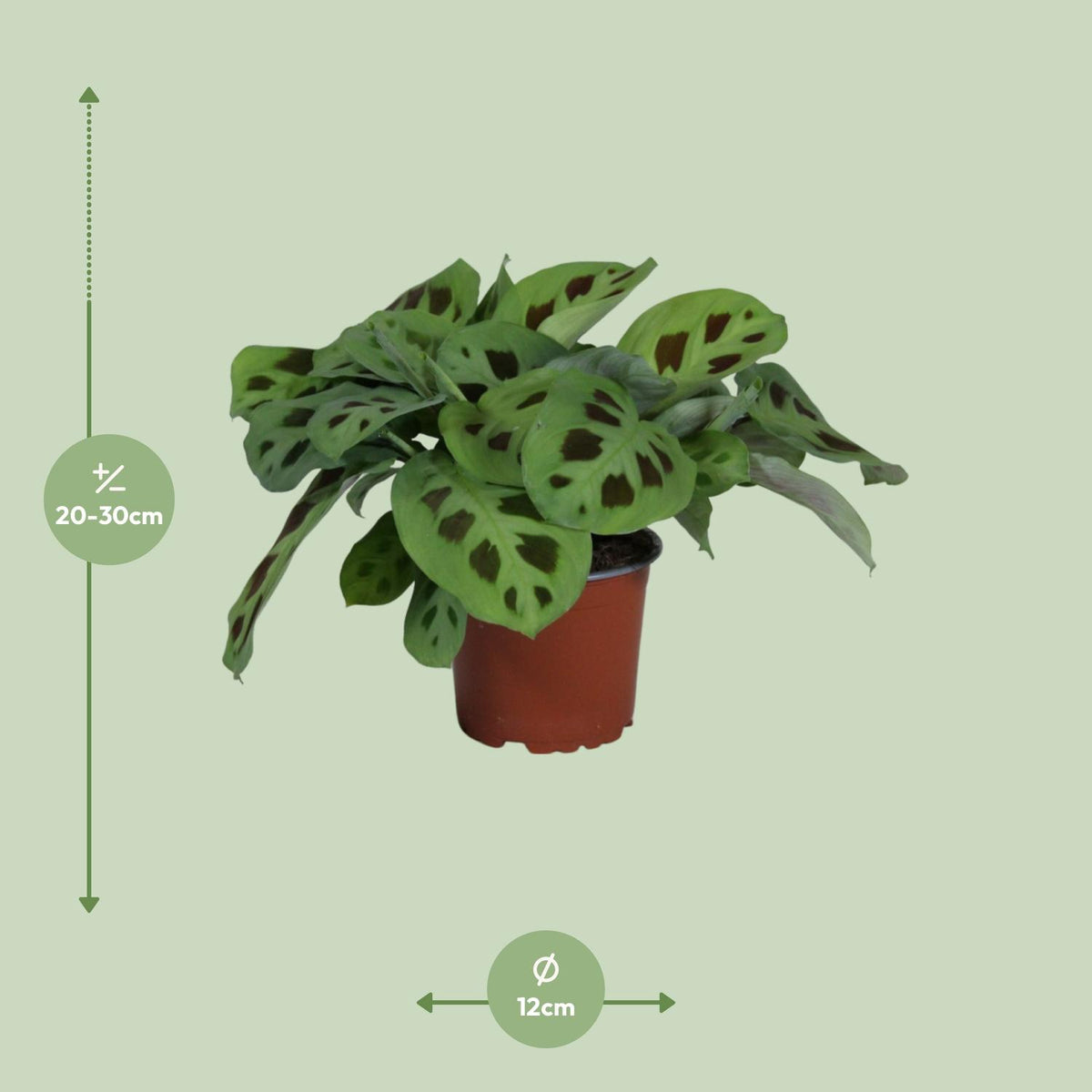 Productafbeelding van Pureplant