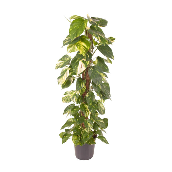 Epipremnum Pinnatum