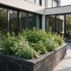 Borderpakket vaste planten, theekruiden, plant in pot