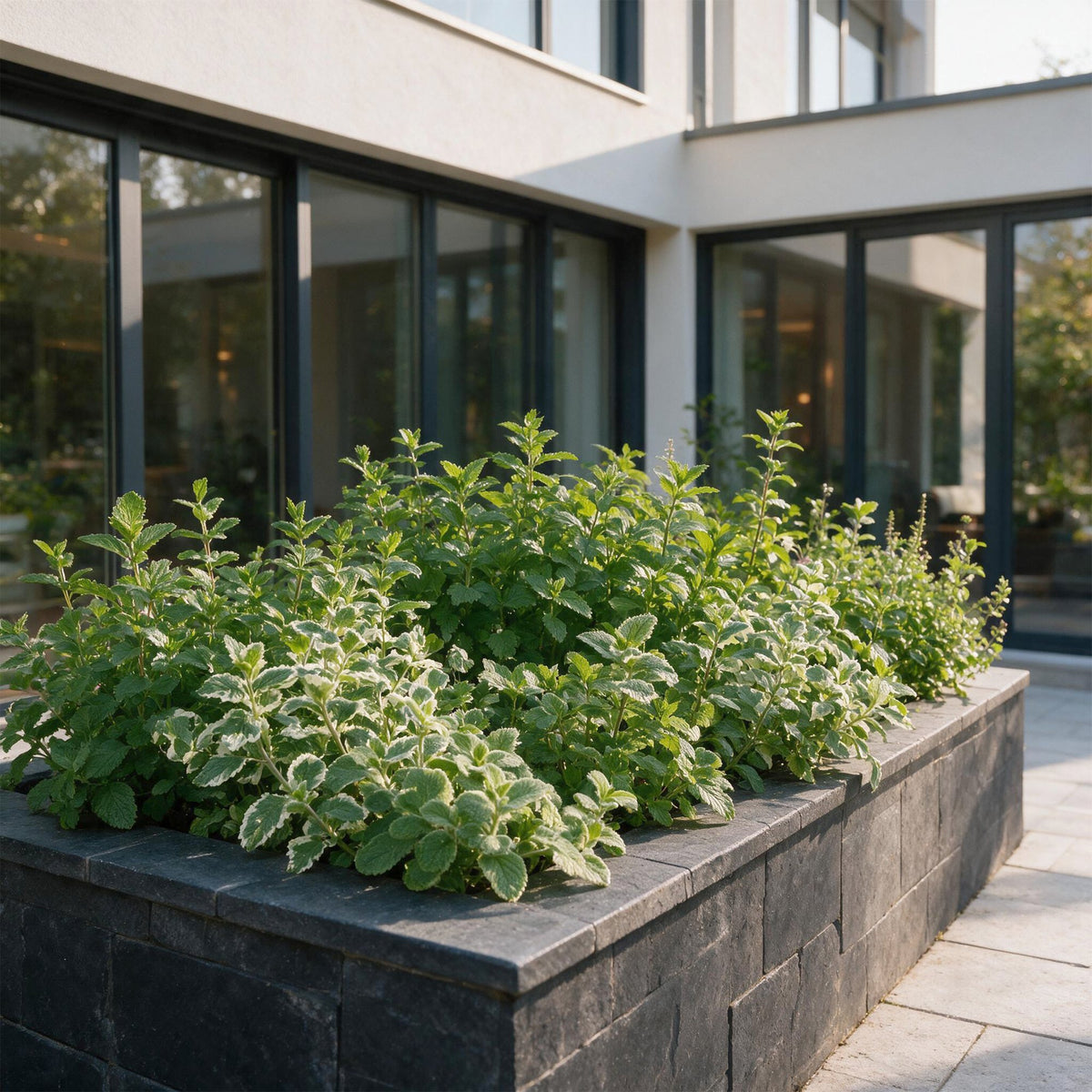 Borderpakket vaste planten, theekruiden, plant in pot