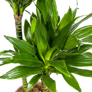 Dracaena Deremensis Green Jewel