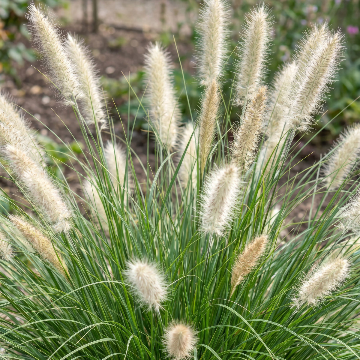 Lampenpoetsersgras Pennisetum 'Little Bunny', met pluim, geschikte tuinplant