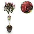 Photinia fraseri Little Red Robin, detail van het blad
