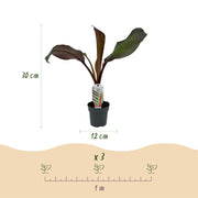 Bananenplant Ensete ventricosum Maurelli, 30 cm hoog