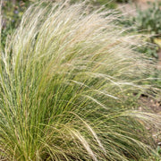 Grassen - Stipa tenuissima Ponytails - Vedergras - Groenblijvend - Groen - 12 Planten - Pot 11cm - Hoogte 15-25cm