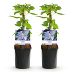 Clematis Blue Angel, plant voor tuin en border