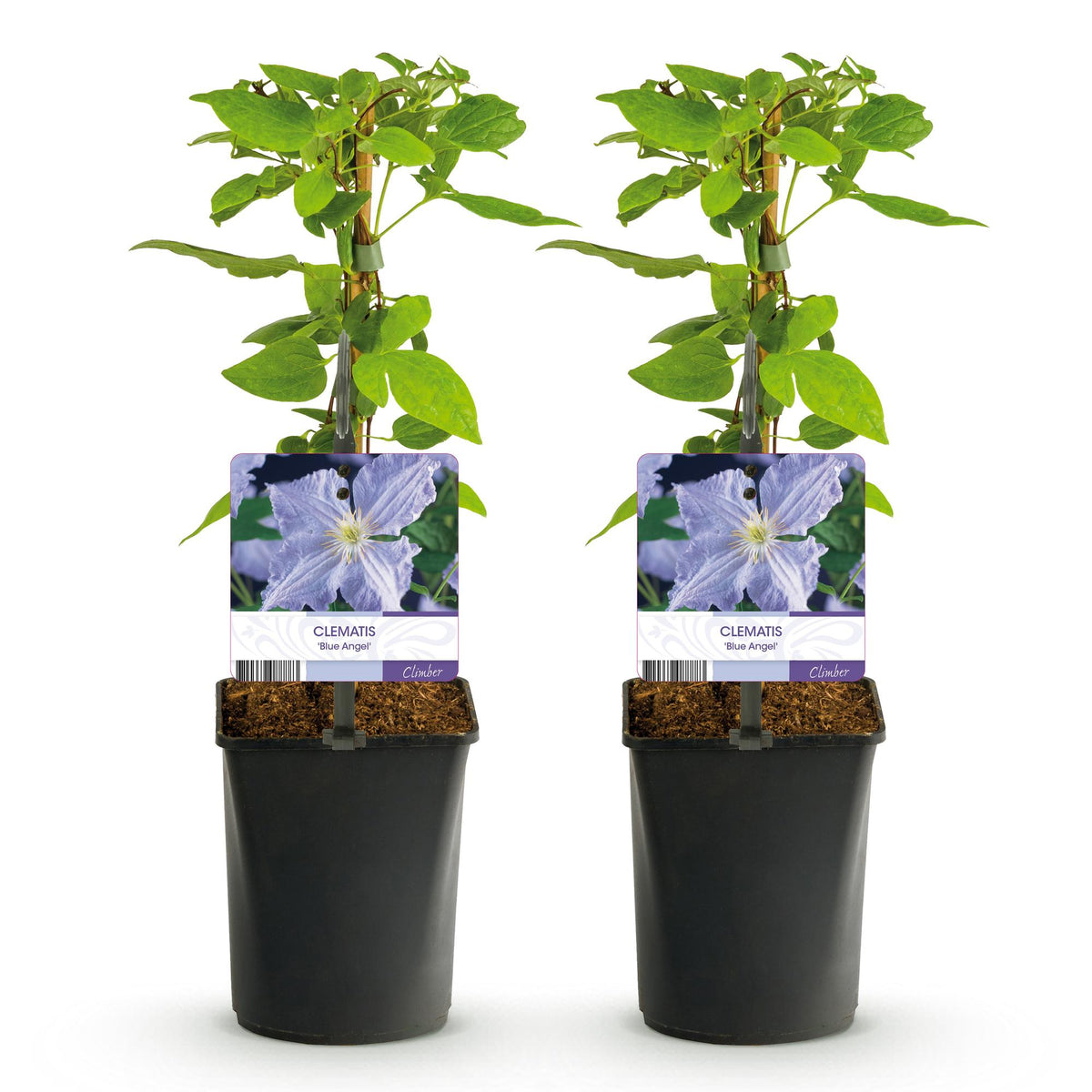 Clematis Blue Angel, plant voor tuin en border